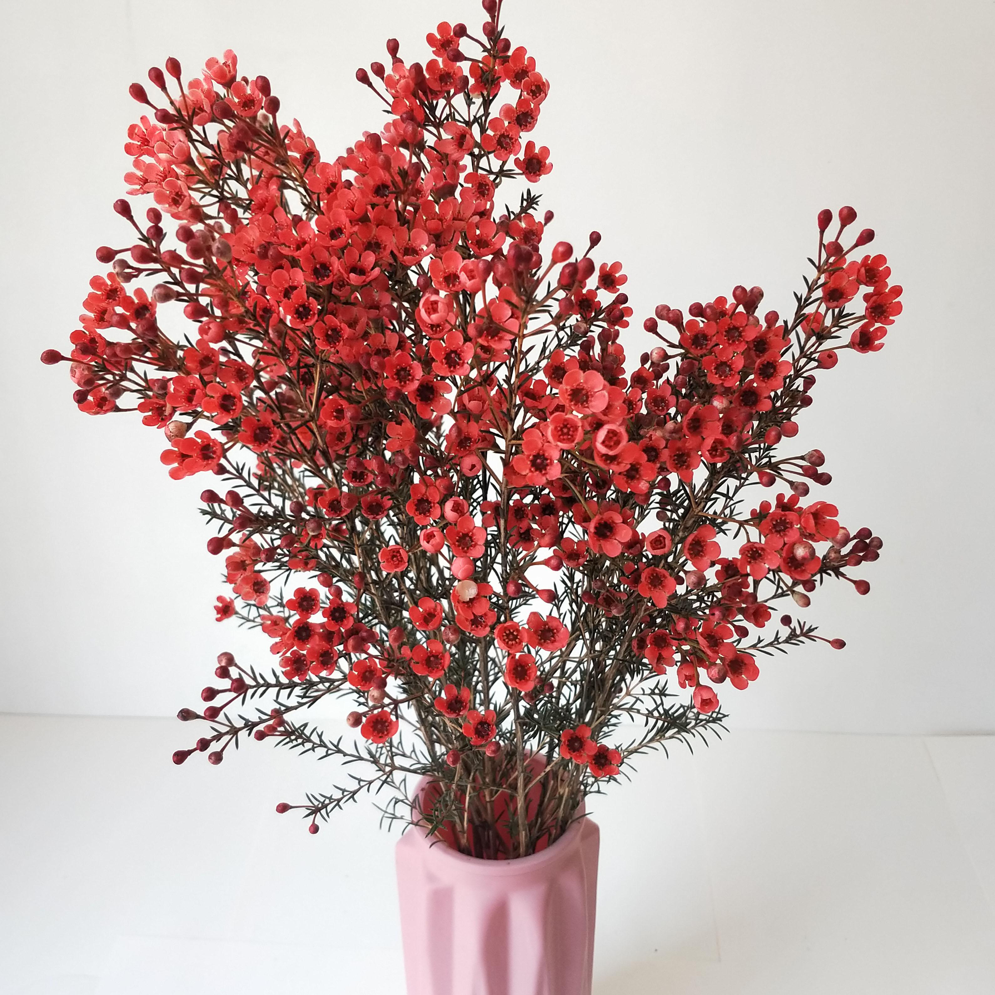 澳洲平头腊梅鲜花云南南昆明基地直发花花束鲜花速递同城