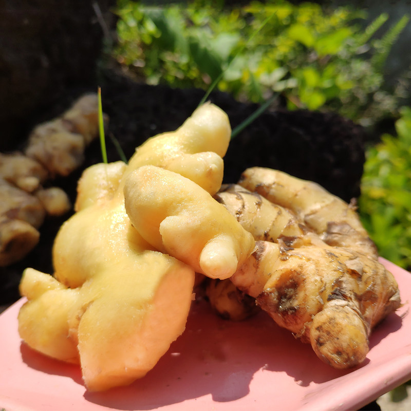 云南小黄姜新鲜红芽子姜嫩姜仔姜生姜10斤现挖泡醋鲜姜蔬菜包邮5