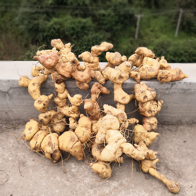 黄精秦岭新鲜野生500g深山天然鸡头512年以上黄精