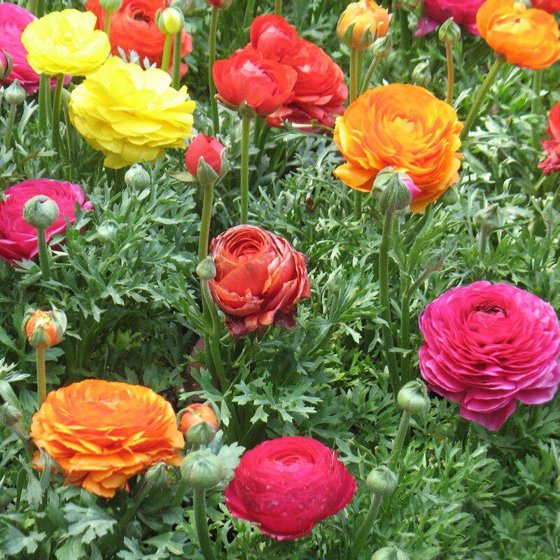 花毛牡丹茛种根重瓣芹叶波斯毛茛盆栽花卉种苗种球