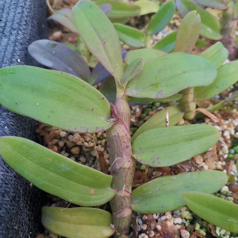 石斛红龙麝香云南檀香紫瓣铁皮小苗观赏绿植绿植