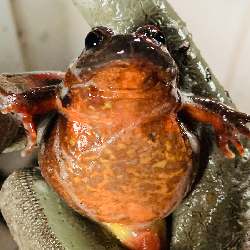 林蛙 东北活林蛙母蛤蟆母豹子新鲜雪蛤活林蛙每斤13-19只/斤_双氙车灯