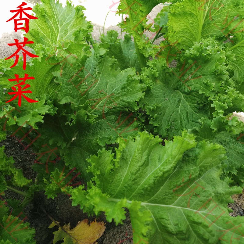 香芥菜种子羽衣芥菜重庆香菜种籽叶用不接球芥菜盆栽四季蔬菜包邮
