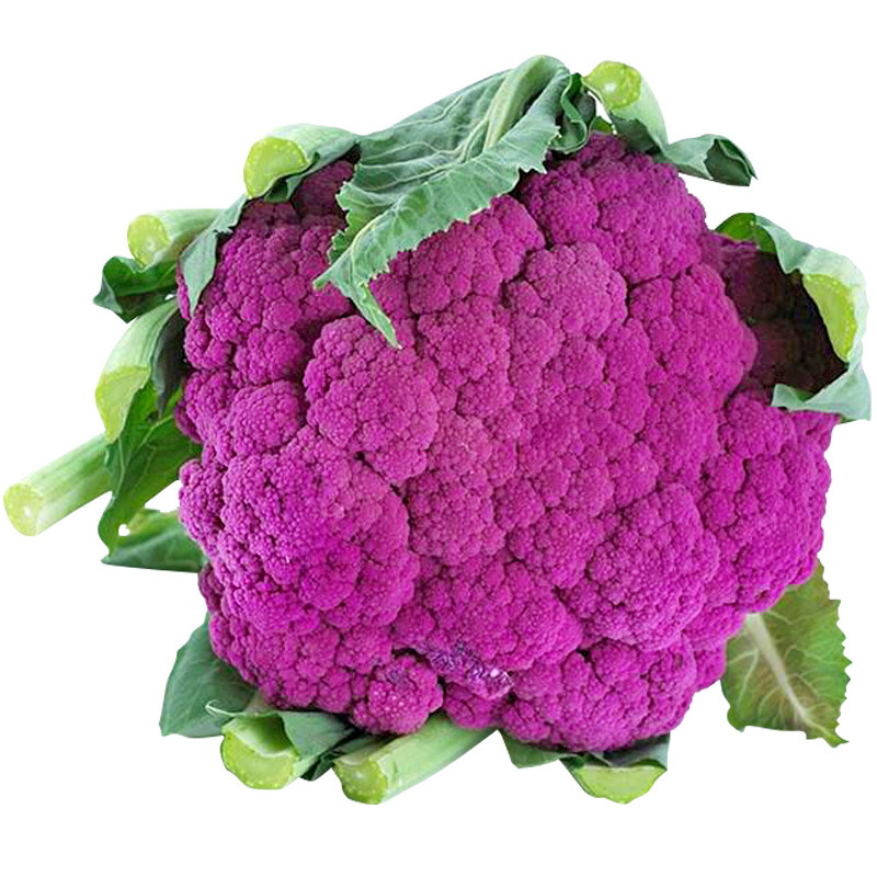 花椰菜紫色种子特色西兰兰花种籽紫花菜花四季家庭园艺种子