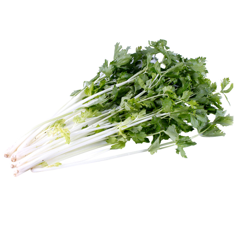 香白芹菜白芹菜实心荷兰种子山西芹盆栽阳台种植家庭园艺种子
