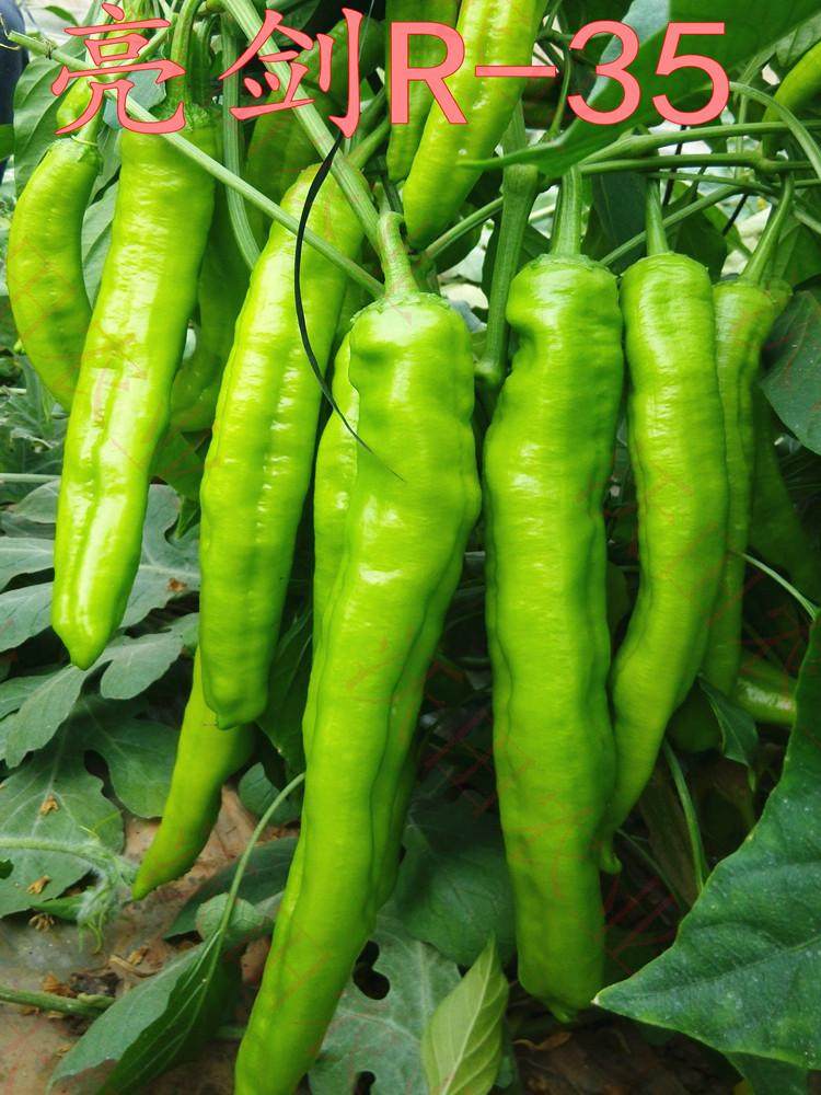 四季日本进口亮剑r-35尖椒王辣椒种子青椒抗病高产盆栽2万斤免邮