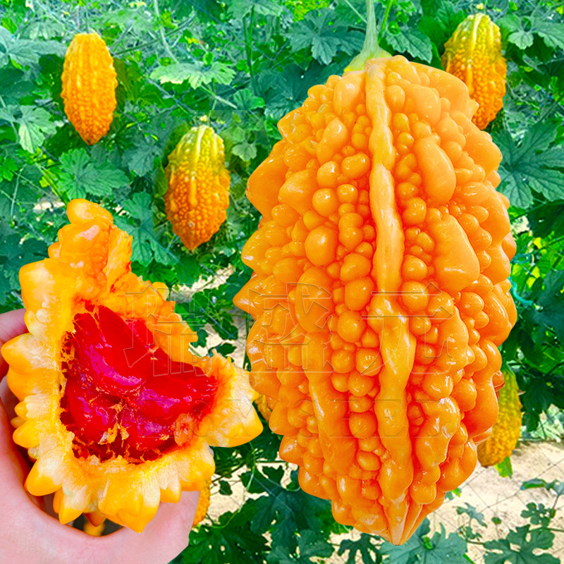 特色苦瓜种子黄金瓜小癞瓜种籽葡萄水果阳台家庭园艺种子