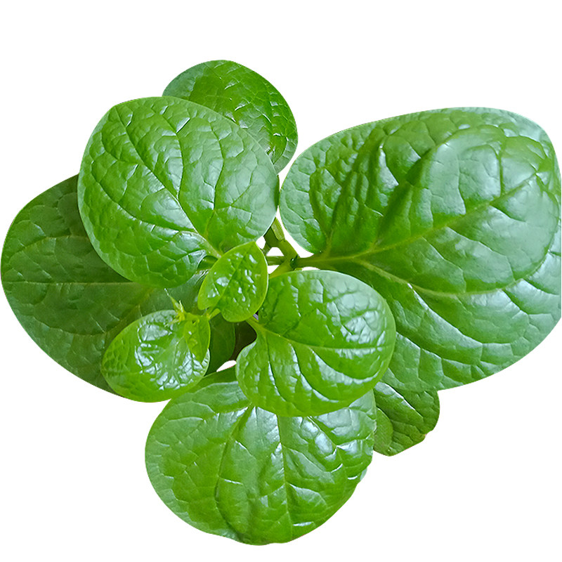 菜种大圆豆腐盆栽阳台四季夏秋春夏菜籽叶木耳家庭园艺种子