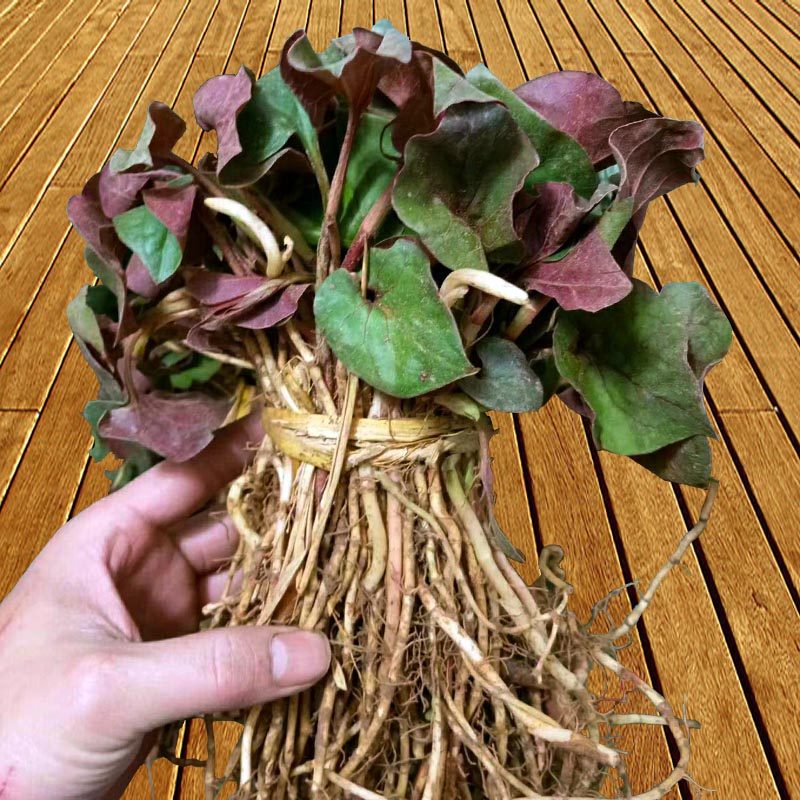 耳根贵州特产野生新鲜鱼腥现挖草侧凉拌食材鱼腥草