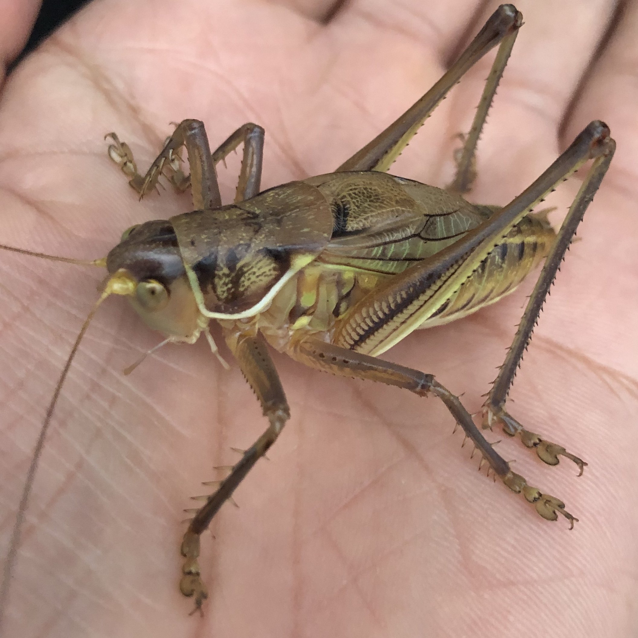 2只 包邮 蝈蝈活 鸣虫 新脱冬蝈蝈天津名家份房出品铁皮山青绿蝈蝈