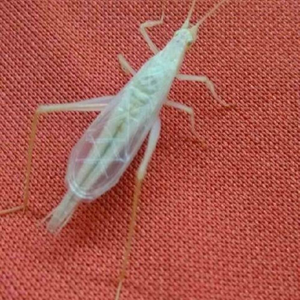 活体紫竹竹蛉竹铃鸣虫听叫虫宠物人工竹蛉包特色爬宠
