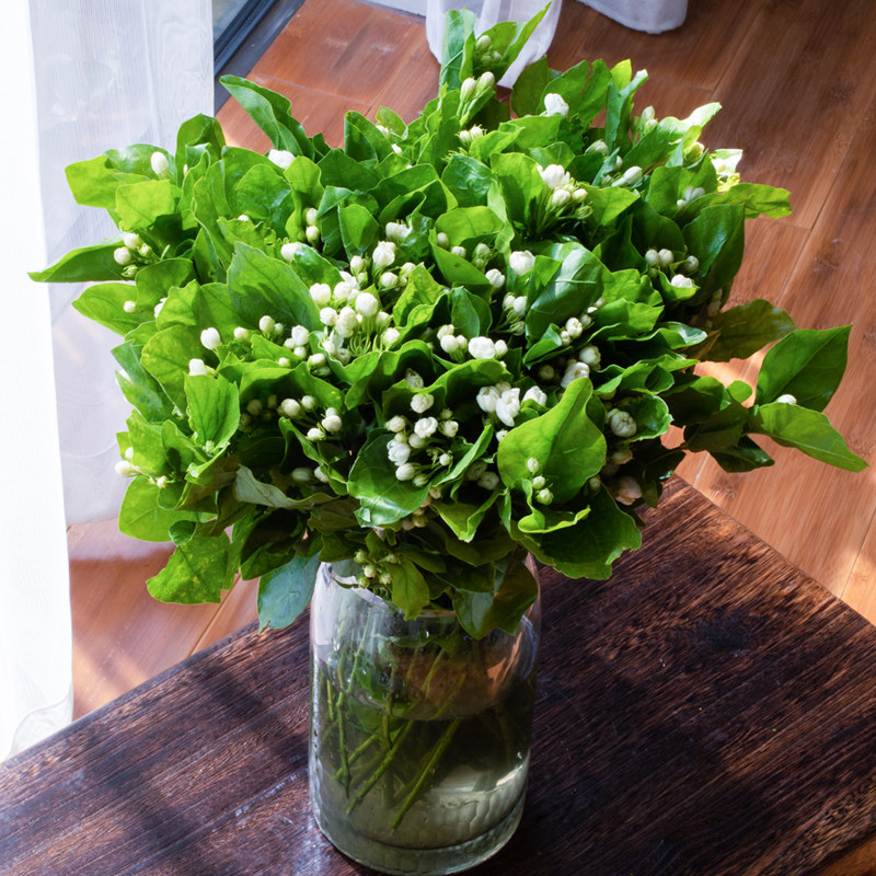 茉莉花鲜花云南直发昆明明基地直家用插花供水鲜花速递同城