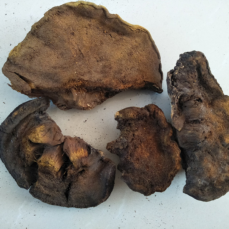 长白山脉野生粗毛纤孔菌 粗毛褐孔菌 槐蘑 野生粗毛褐 500克包邮