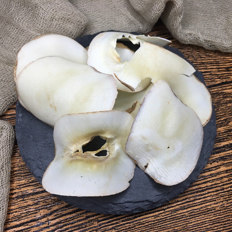 新鲜海底椰片黄色浓香原味干片营养润肺清热药膳养生汤料