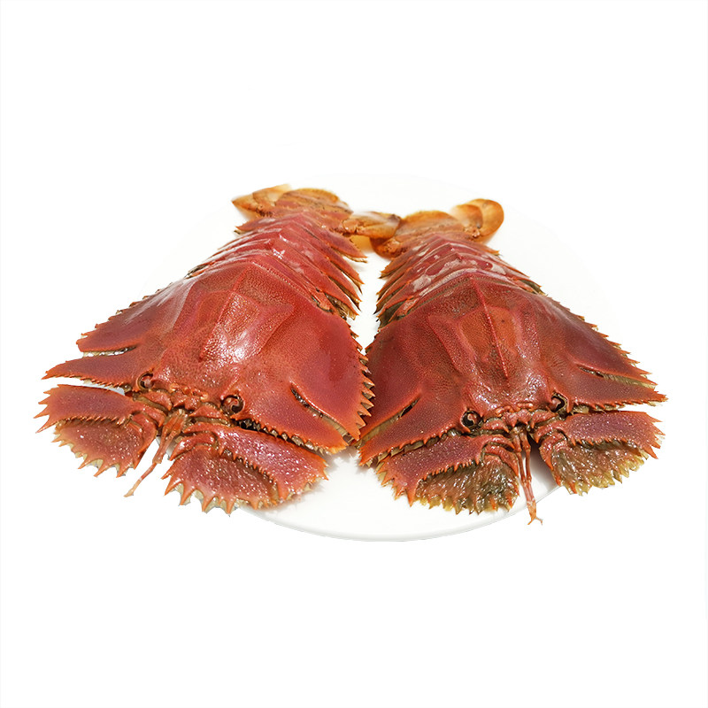 集鲜东海野生琵琶新鲜九齿扇鲜活虾姑排海鲜毛缘活虾