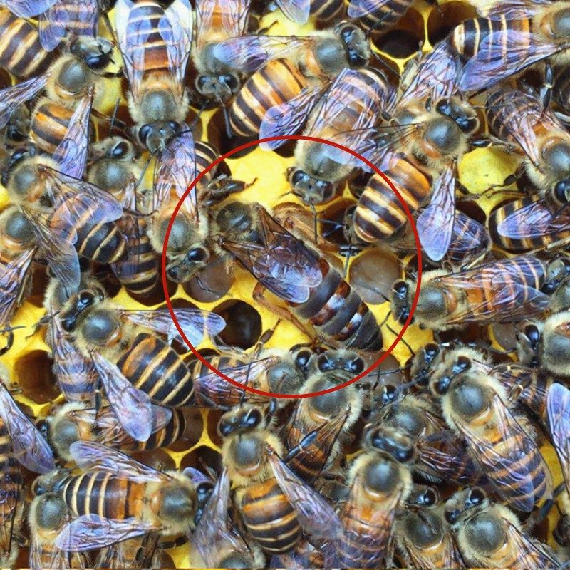 中蜂王处女王阿坝蜂王仓蜂土蜂种王产子王大力王高产原种王包活