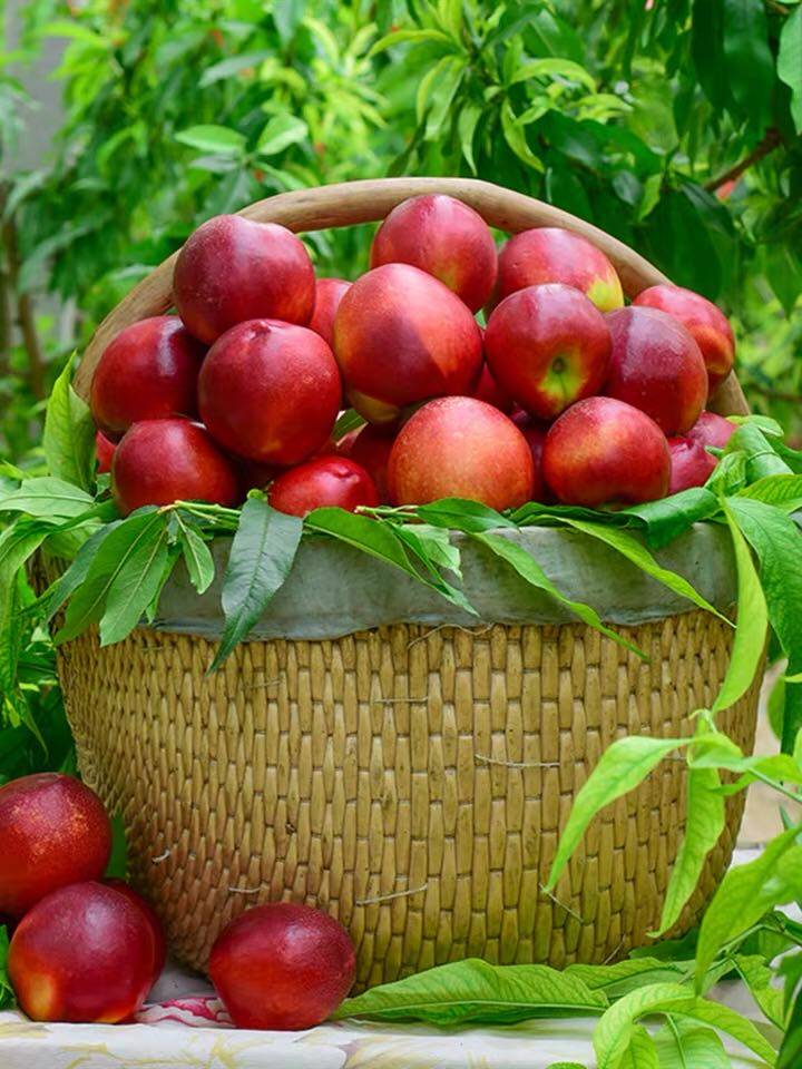 助农血桃新鲜当季孕妇水果5斤脆甜爱心桃子油桃水蜜桃整箱10现摘