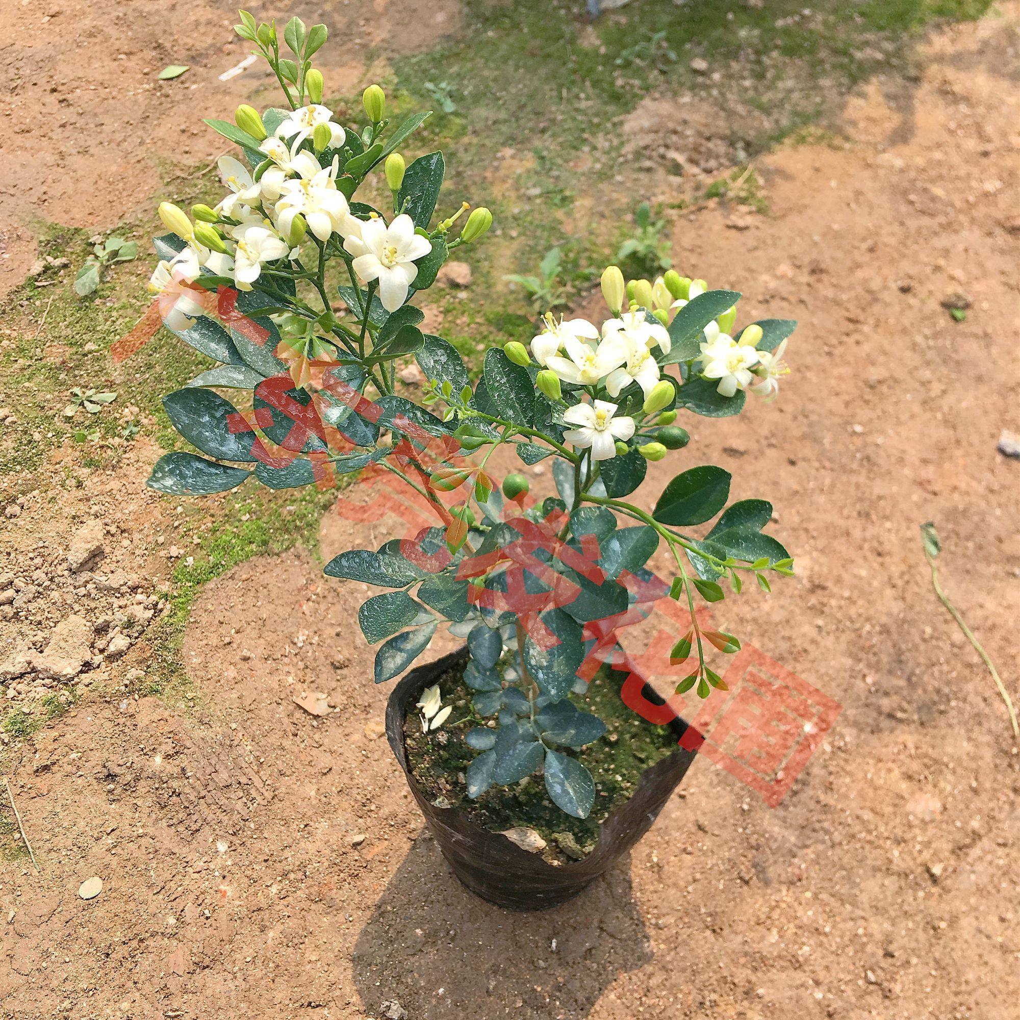 绿植九里香盆栽带花七里香树苗室内庭院花卉驱蚊花卉