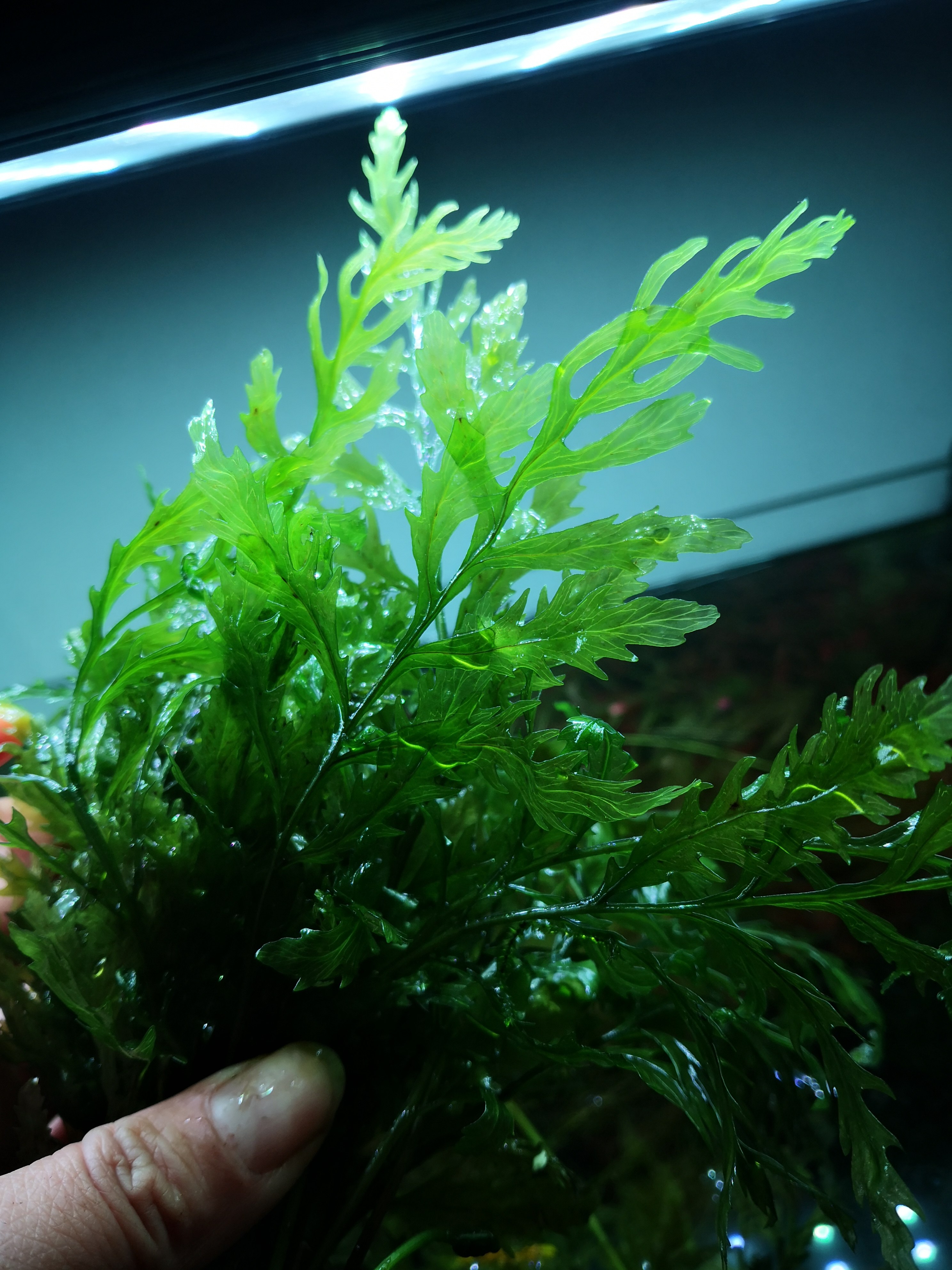 九冠包邮水草大师鹿角角铁阔叶细叶皇冠中后后景水草