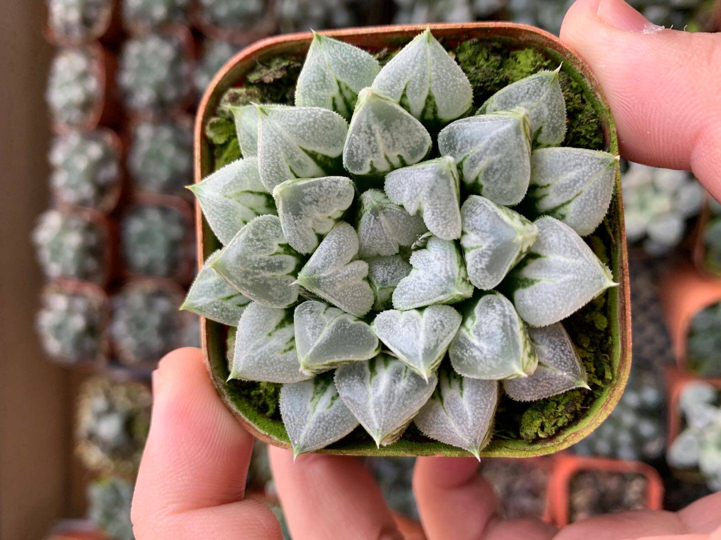 爱心6厘米多植物十二卷磨面寿萝卜根带盆发货多肉植物