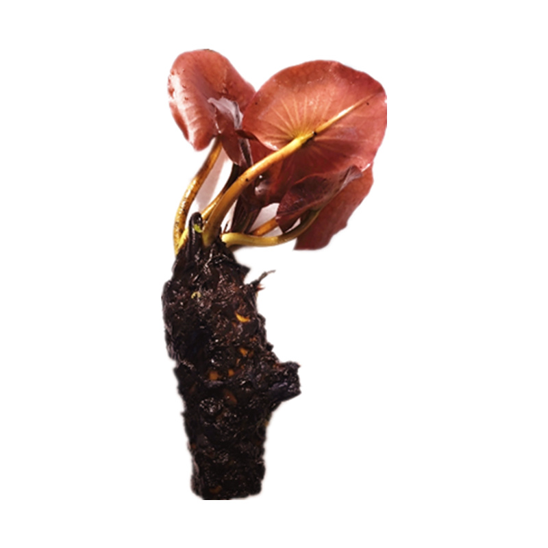 活体水草易养耐水族箱鱼缸装饰造景淡水植物红荷根水草