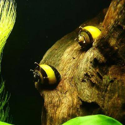 观赏活体清洁淡水苹果金刚马来螺密峰螺好养螺