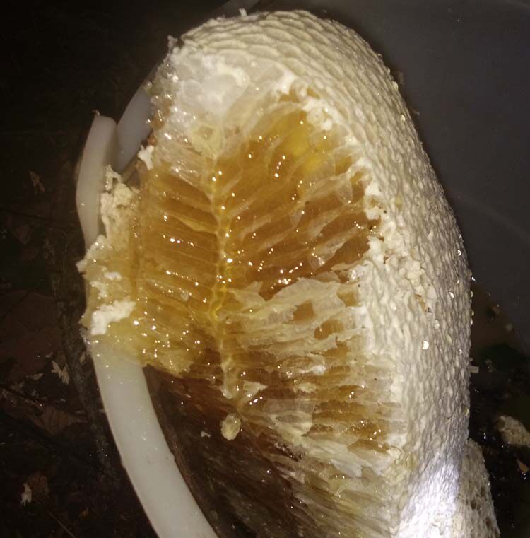 蜂蜜云南野生大排树挂原始森林纯天然大黑缅甸百花蜂蜜