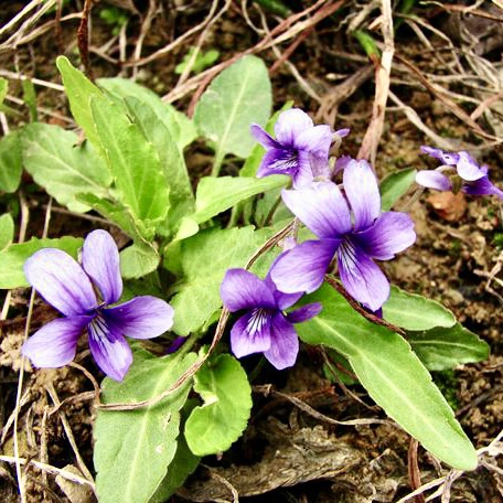 丁草犁头新鲜紫花华兜草野堇菜铧头草华头草甜其他药食同源食品