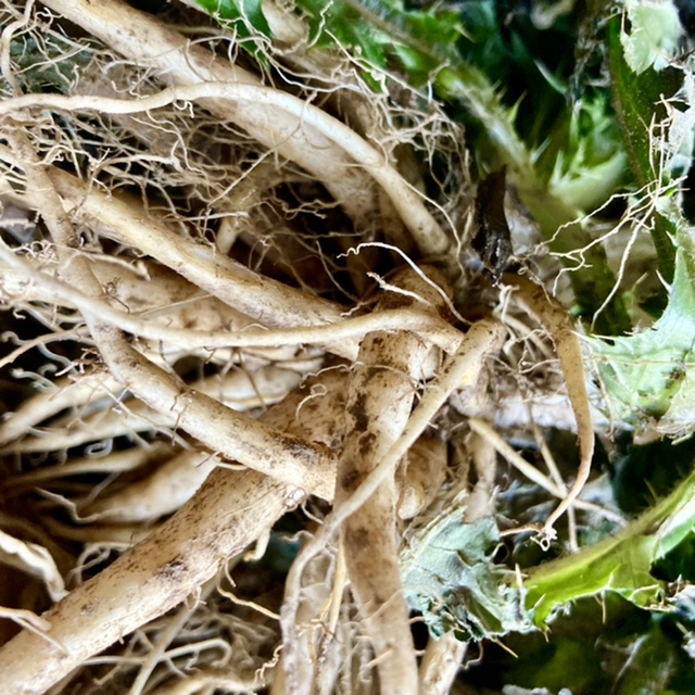 大蓟根新鲜牛口刺刺萝卜虎蓟马蓟根鸡脚刺根刺蓟根其他药食同源食品