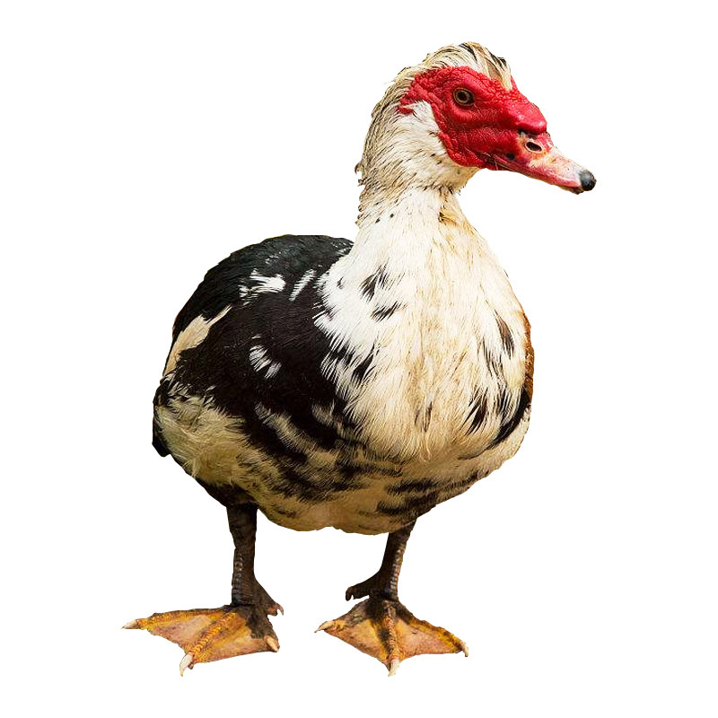 农村散养红脸番鸭 藤子鸭 鲜活现杀土鸭红头鸭 鸭肉整鸭老鸭 顺丰