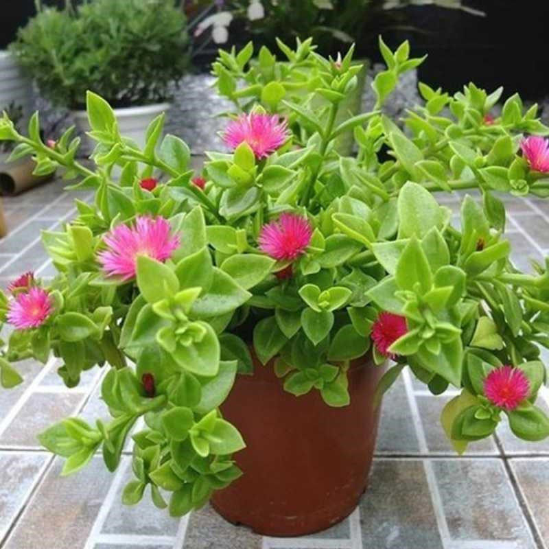 首页 下载app                          食用穿心莲盆栽牡丹吊兰