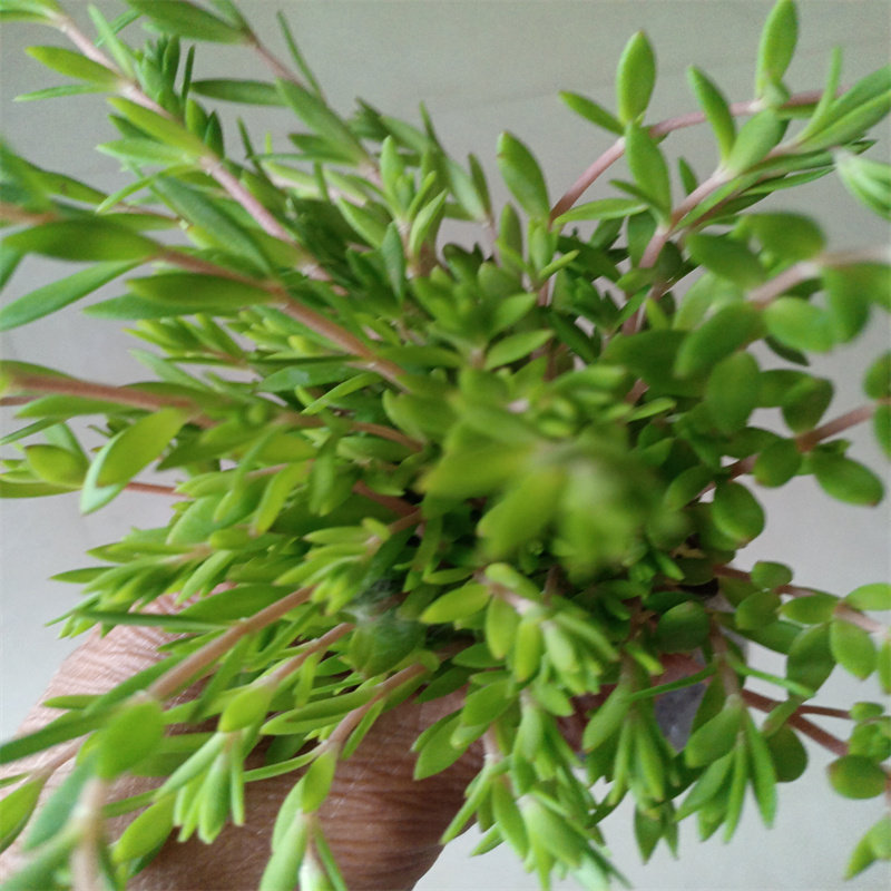 正宗垂盆盆栽食用降糖草苗养肝护肝绿植植物绿植