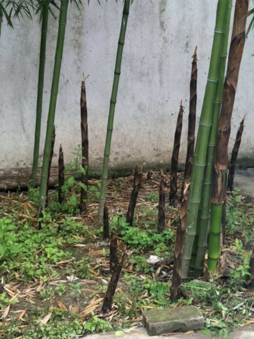 楠竹毛竹食用竹笋北方庭院户外四季大型绿植