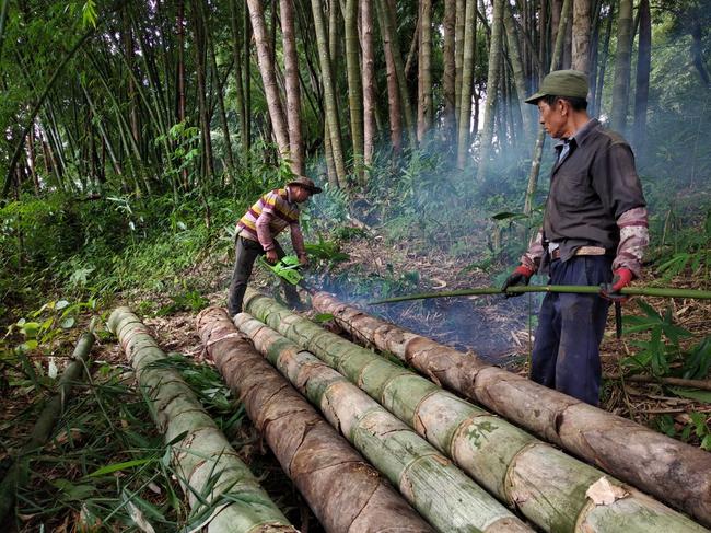 大型巨龙竹竹子苗楠竹苗毛竹苗四季长青庭院户外种植巨龙竹竹苗