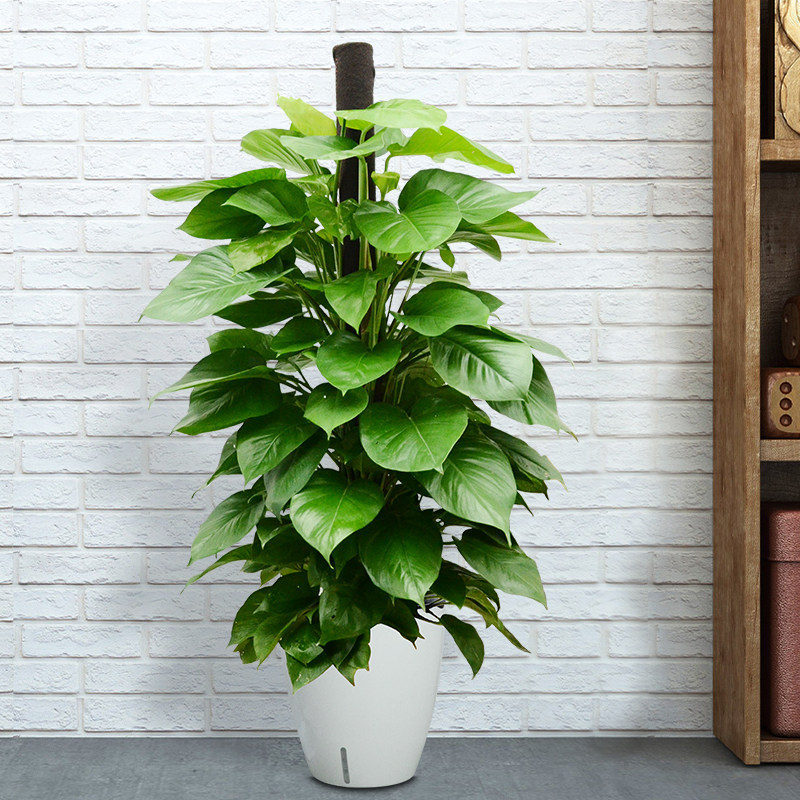 大叶绿萝盆栽室内办公室绿植甲醛净化空气客厅大型绿植