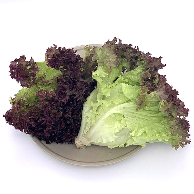 新鲜蔬菜生菜紫叶红叶沙拉紫萝罗莎5份顺丰其它