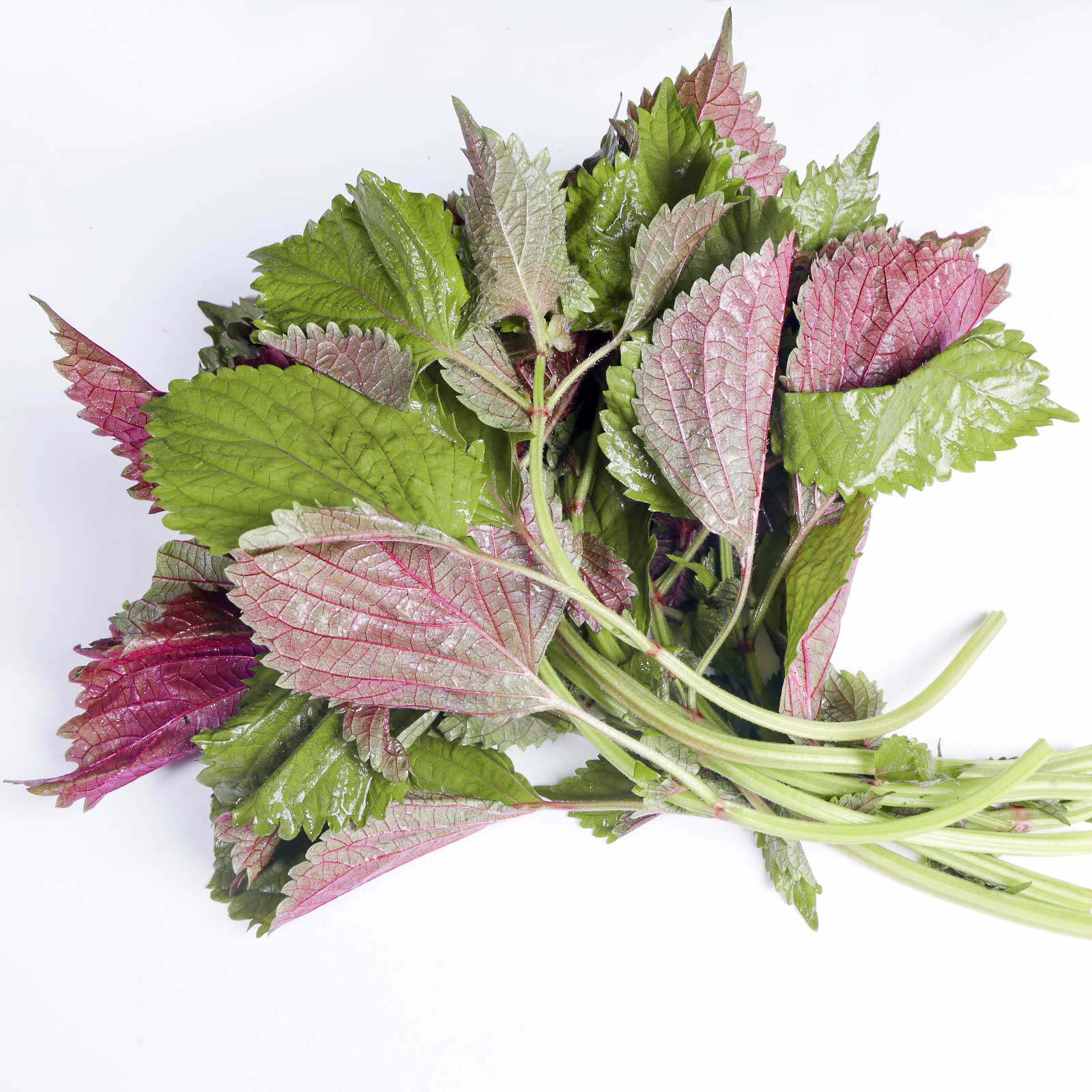 新鲜紫苏叶500g农家自种食用饭店龙虾鱼虾调料其它