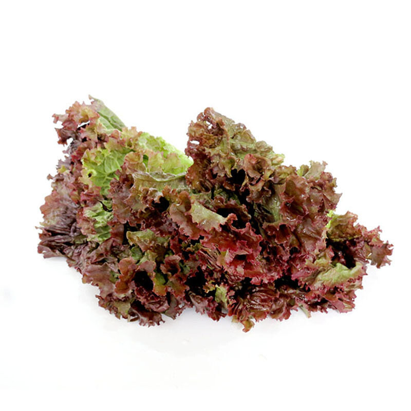 【第二件减10元】球生菜 沙拉菜 圆生菜 球形西生菜5斤冷链包邮