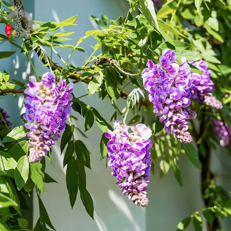 紫水晶瀑布布欧品种多季节开花嫁接高杆紫藤花盆景绿植