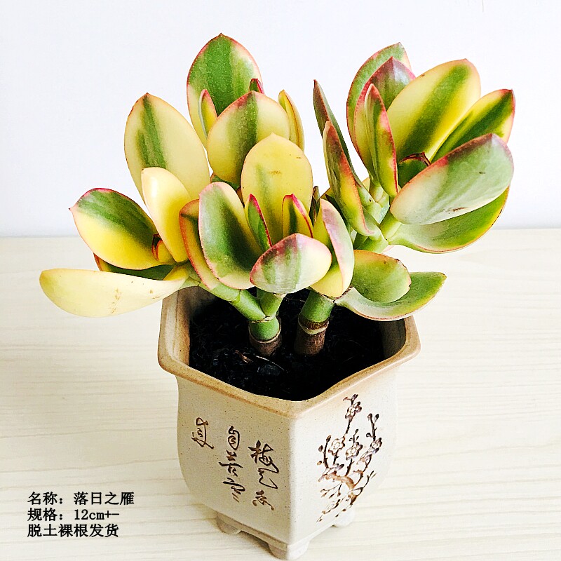 落日之雁多肉植物