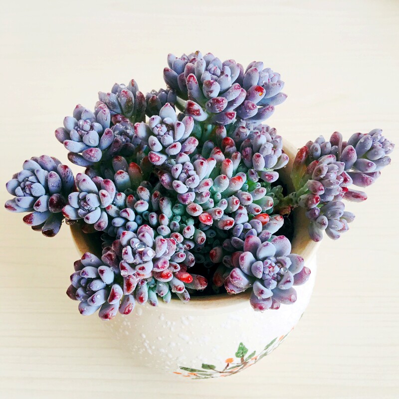 蓝豆多肉植物嫩苗室内桌面阳台绿植盆栽云南多肉植物