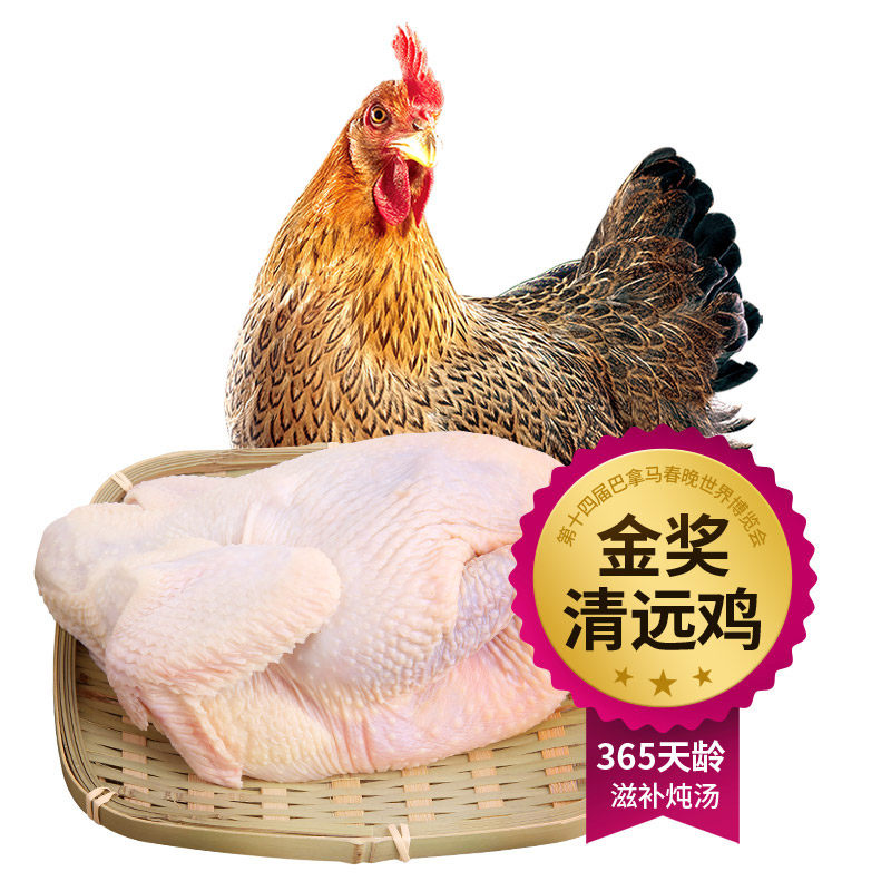 天农清远鸡老母鸡土鸡农家散养1.3kg新鲜走地整鸡