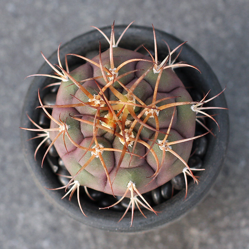 植物员外 天紫玉实生仙人球裸鄂球属 稀有紫色球体多肉植物盆栽