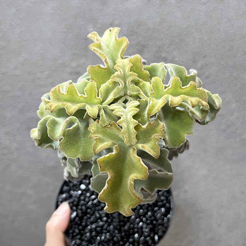 植物员外仙女之舞一物一拍姬黄金兔稀有伽蓝多肉植物