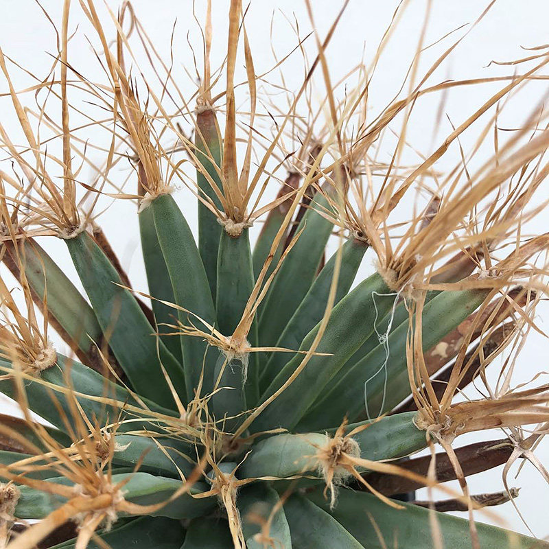 植物员外 光山实生leuchtenbergia principis 黄花仙人球多肉植物