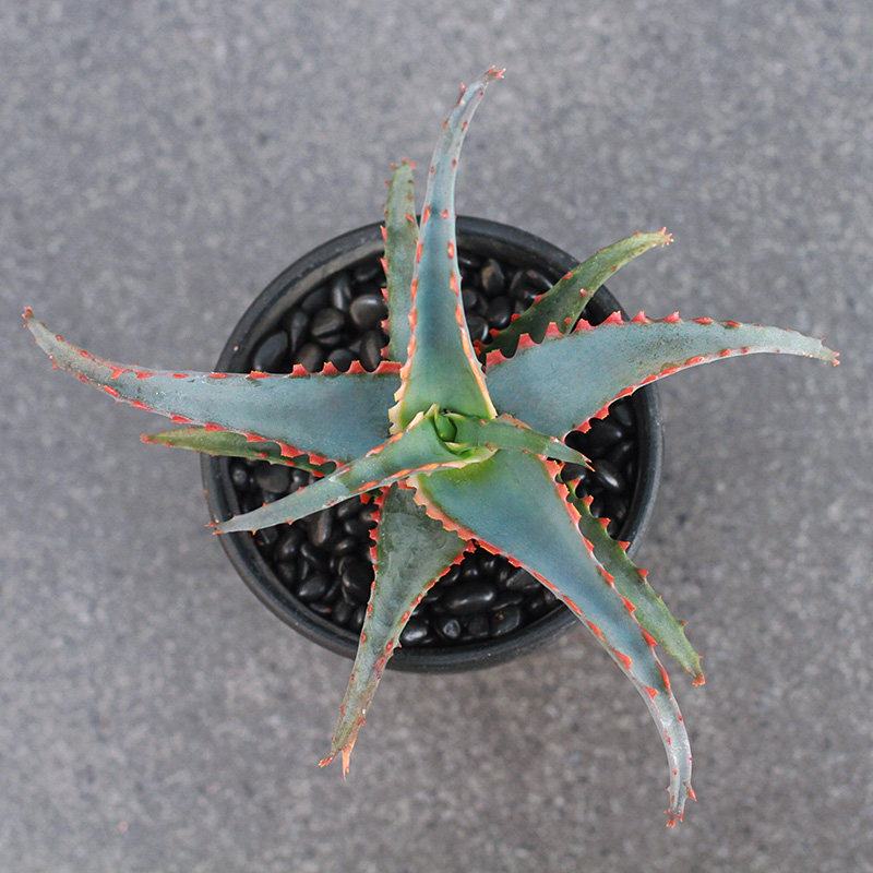 植物员外超级芦荟一物一拍蓝底红色锯齿齿边多肉植物