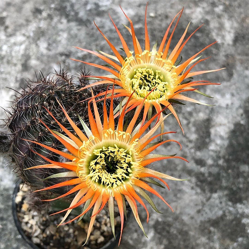 植物员外斯巴赫之星n12和丽花球仙人球多盆栽多肉植物