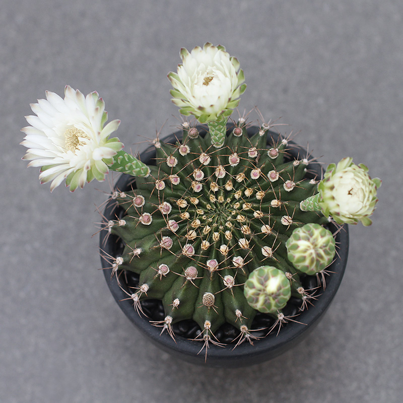 植物员外翠晃冠缀一物一拍多色开花仙人球裸多肉植物