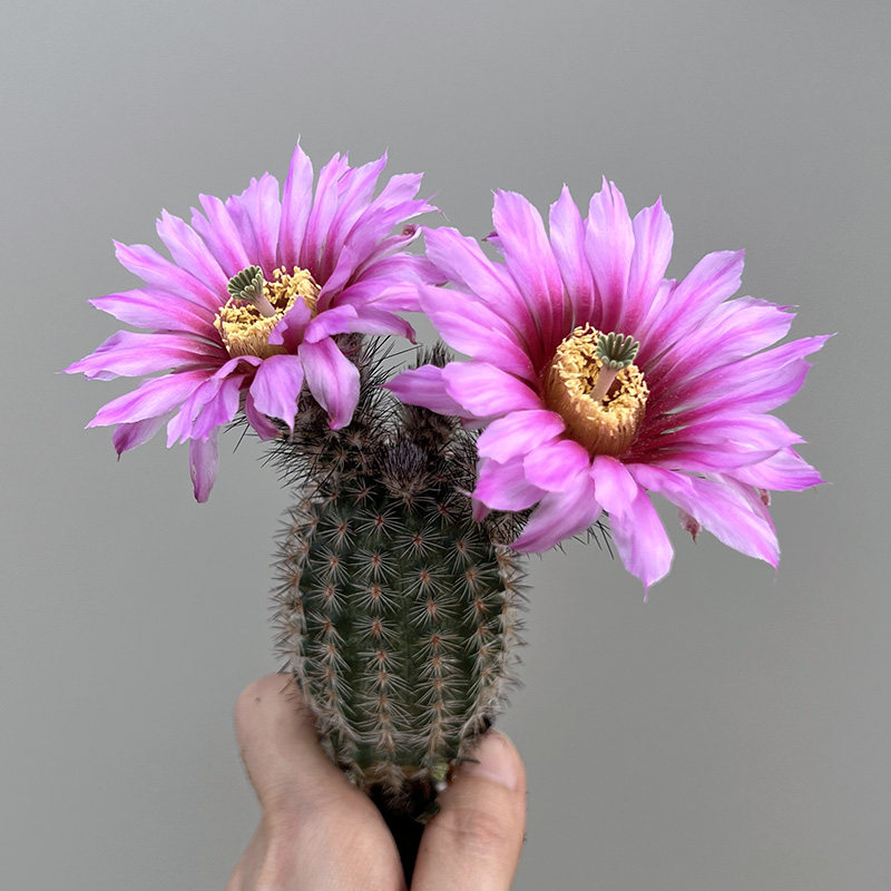 植物员外折墨echinocereusmelanocentrus鹿角柱属开花仙人多肉植物