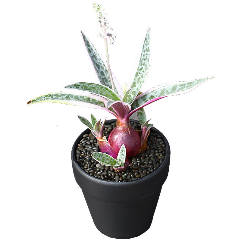 植物员外油点百合一物一拍豹纹叶片球根易活多肉植物